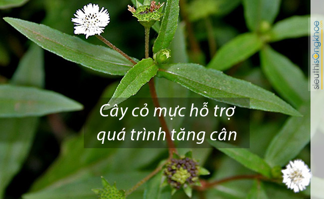 thuốc tăng cân tự nhiên