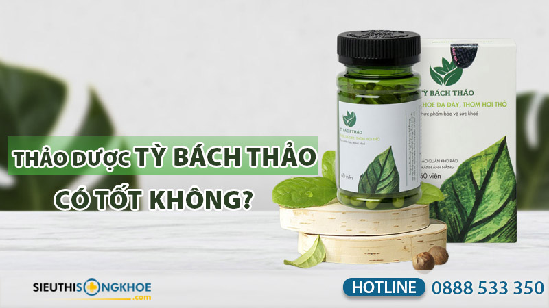 tỳ bách thảo có tốt không