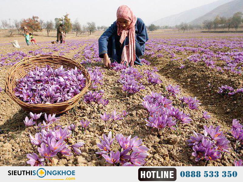 nhụy hoa nghệ tây saffron