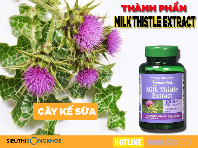 thanh phan milk thistle extract 